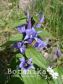 Gentiana asclepiadea